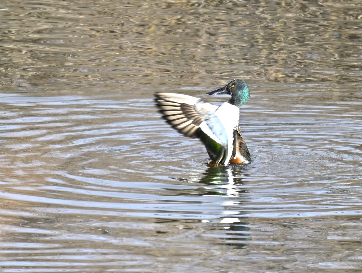 Northern Shoveler - ML646712771