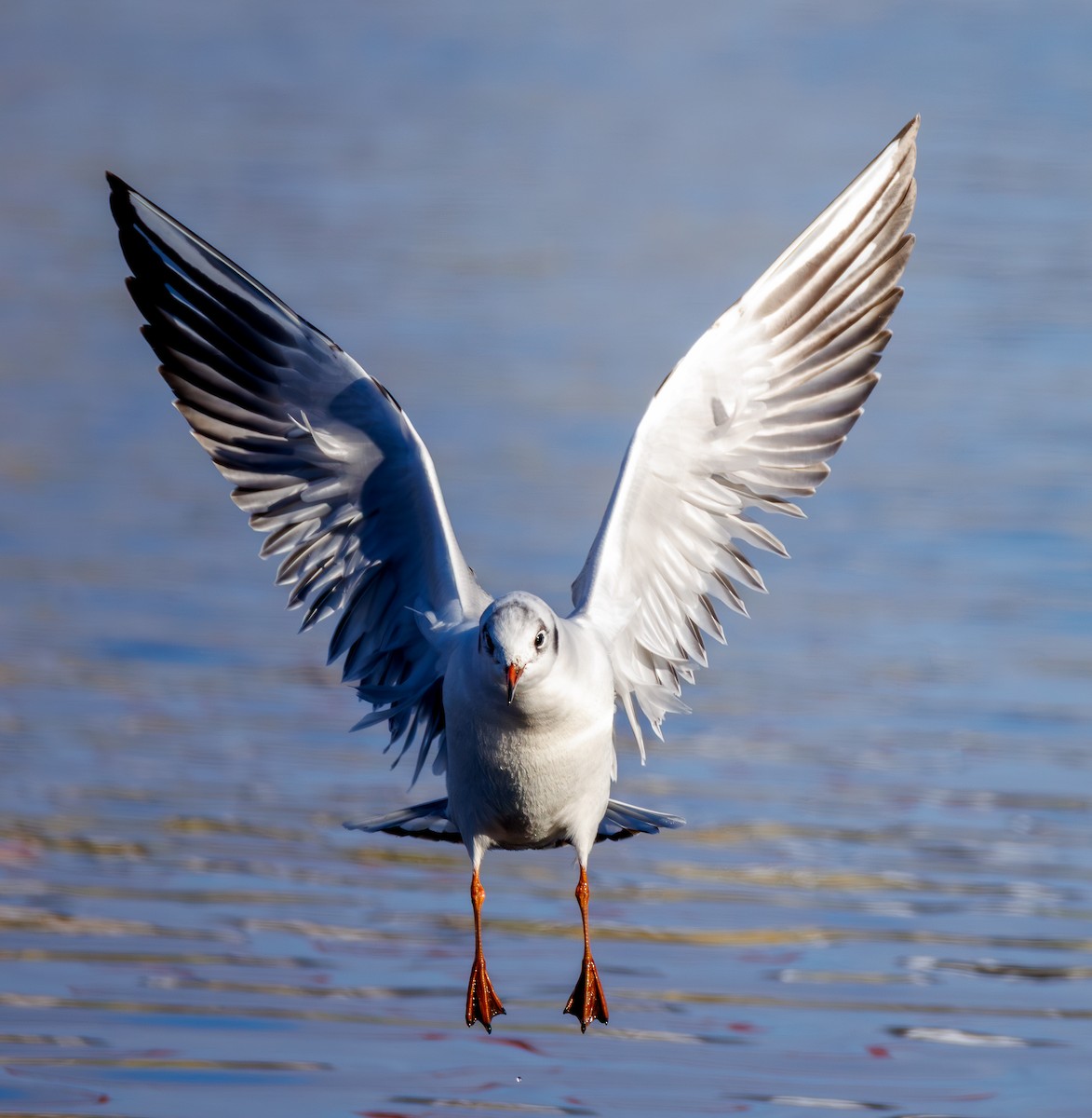 hettemåke - ML646712772