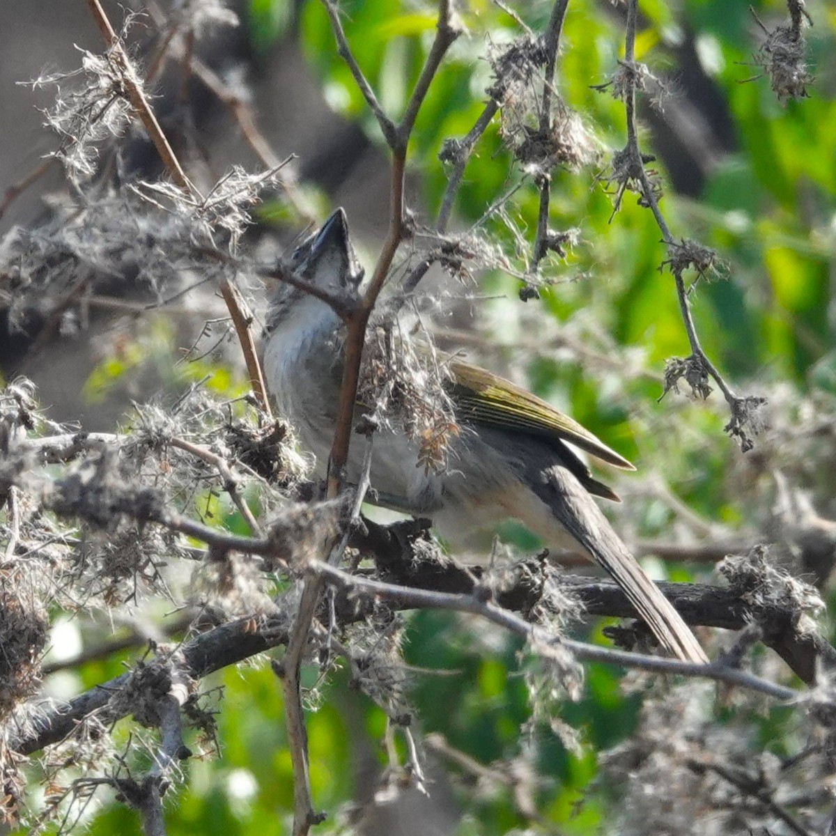 Pepitero Listado - ML646712774