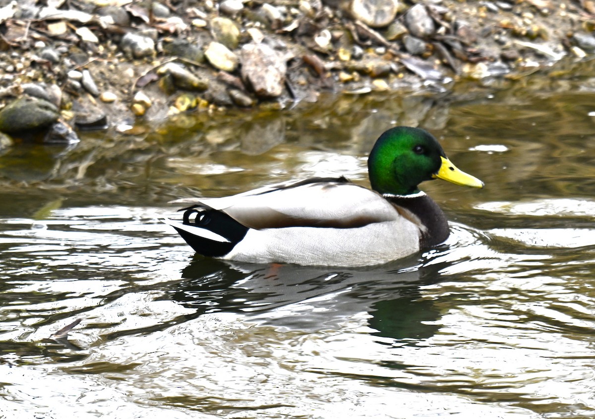 Mallard - ML646712775