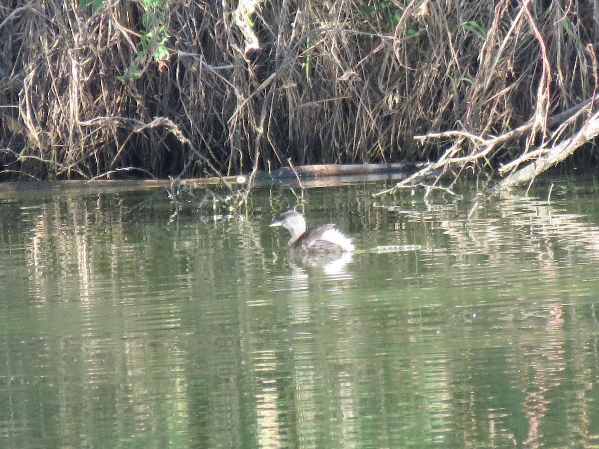 Least Grebe - ML646712776