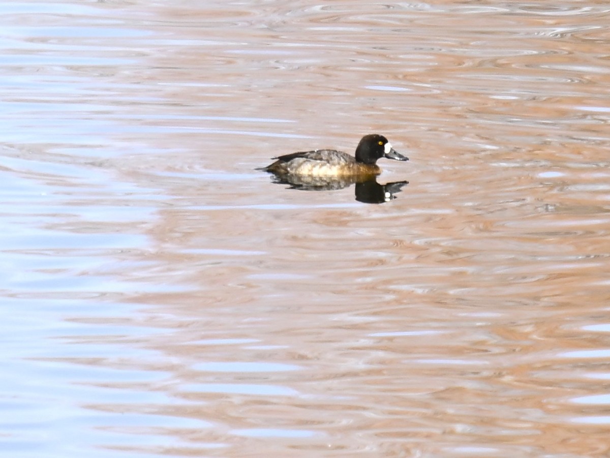 Lesser Scaup - ML646712781