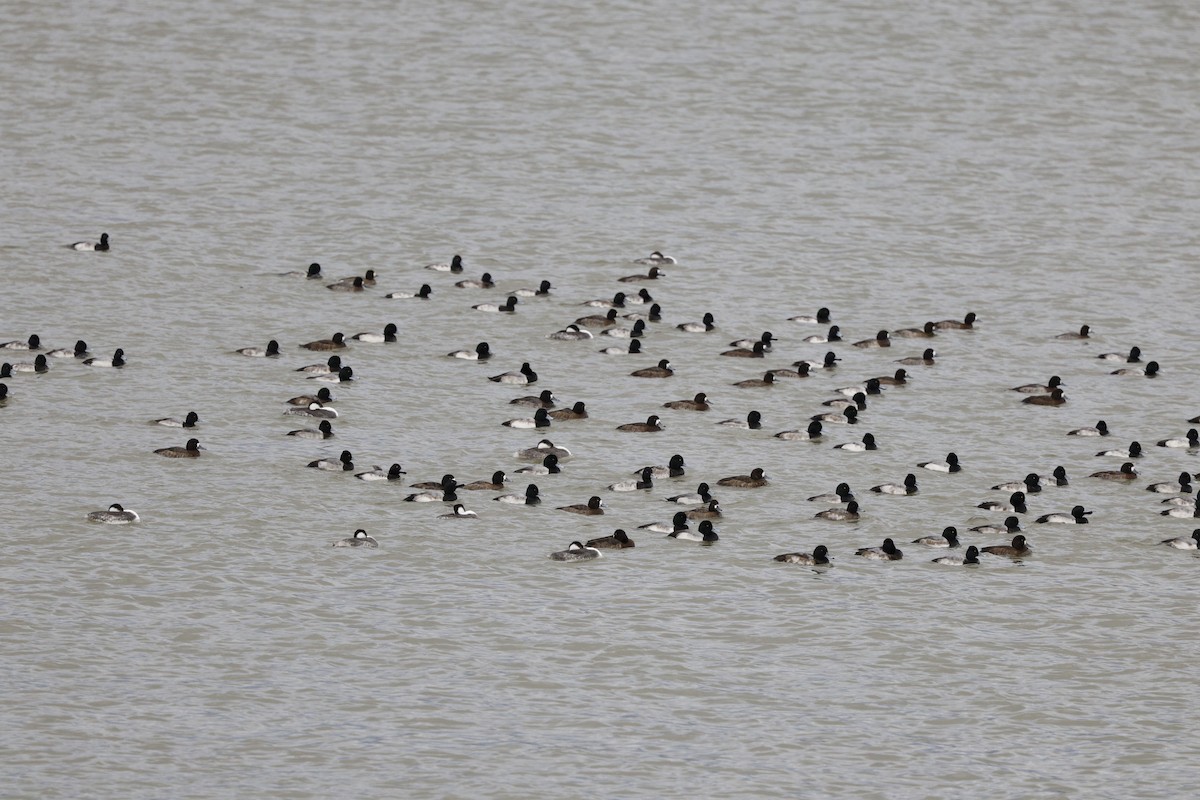 スズガモ - ML646712782