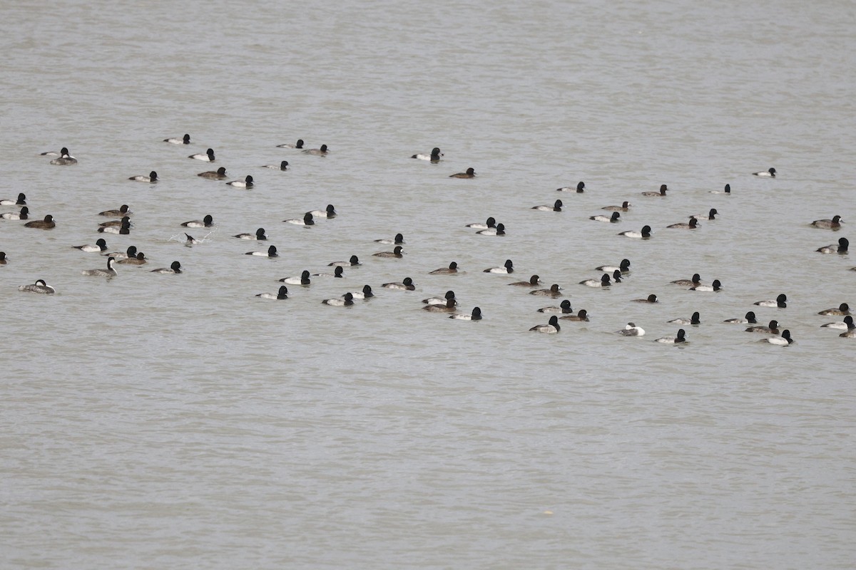 スズガモ - ML646712783