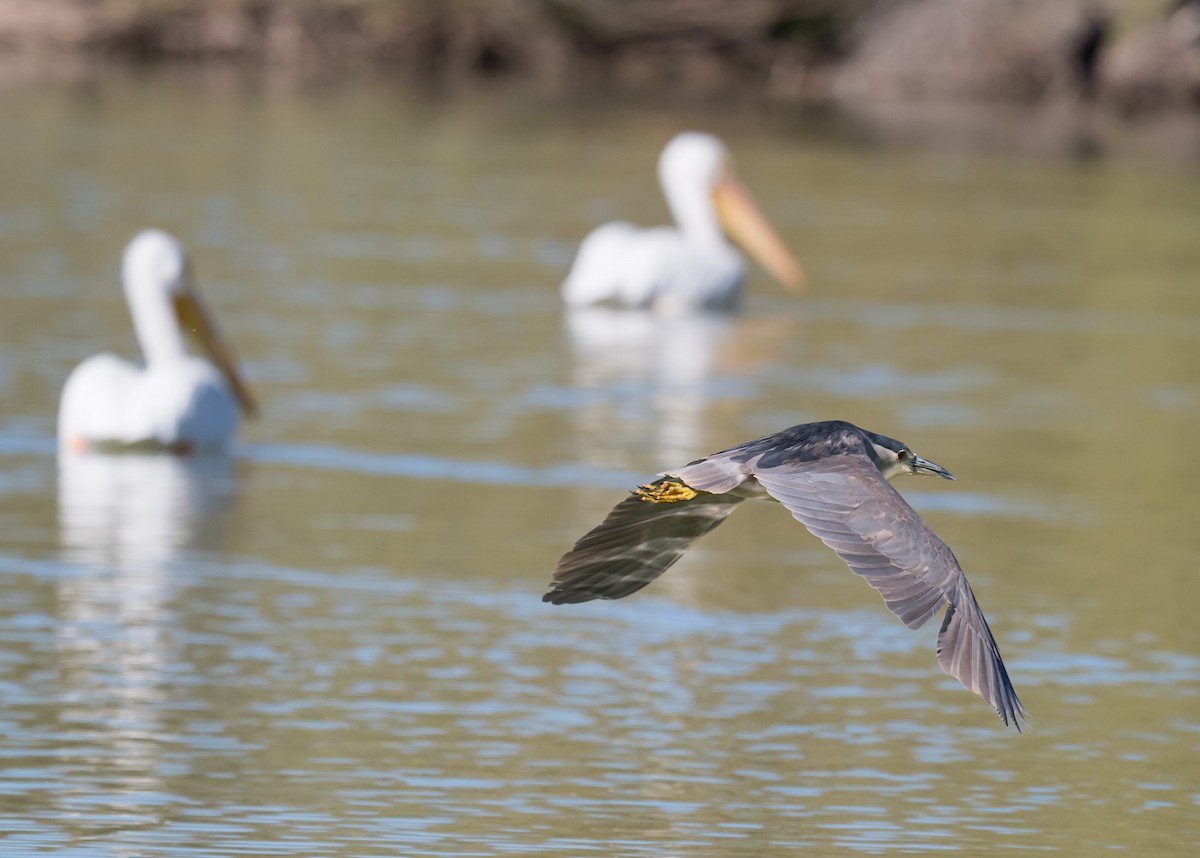Black-crowned Night Heron - ML646712789