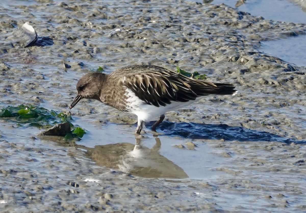 Kara Taşçeviren - ML646712797