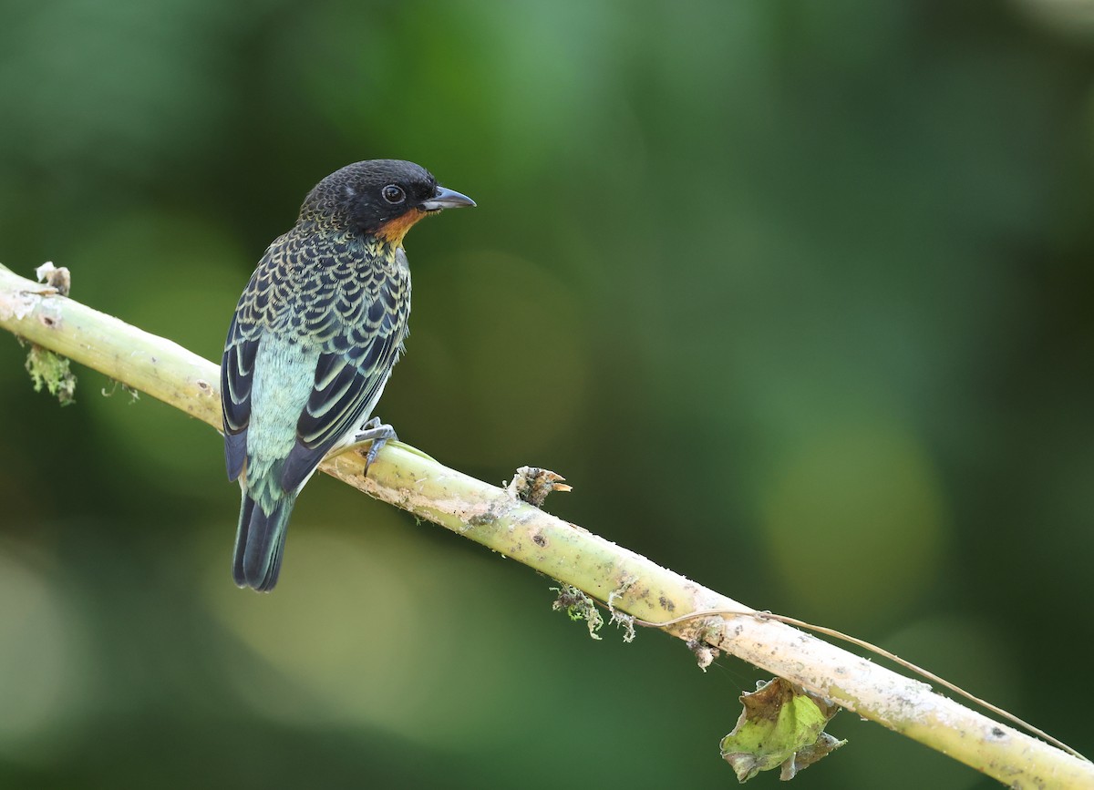 Рыжегорлая танагра - ML646712798