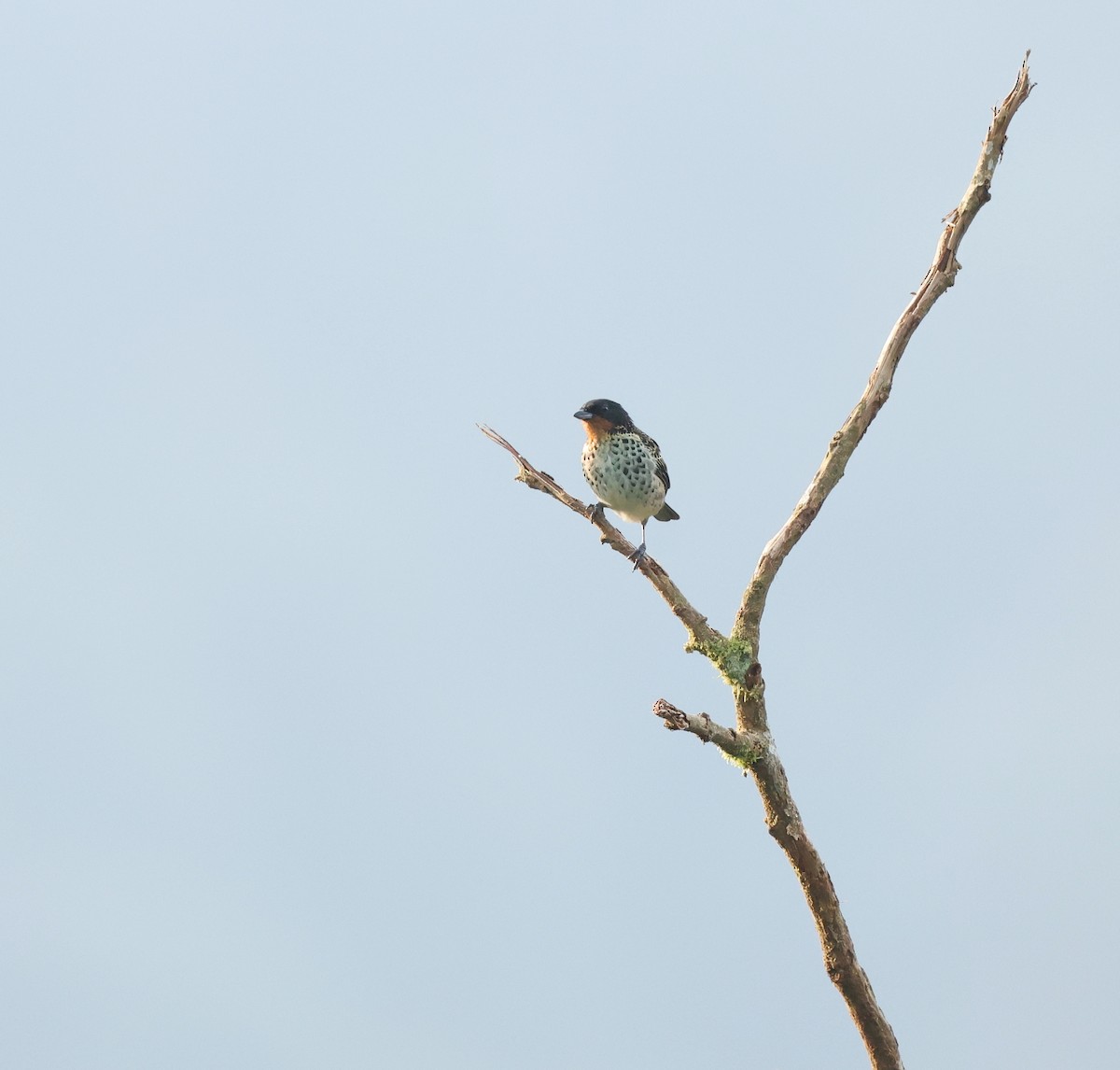 Рыжегорлая танагра - ML646712799