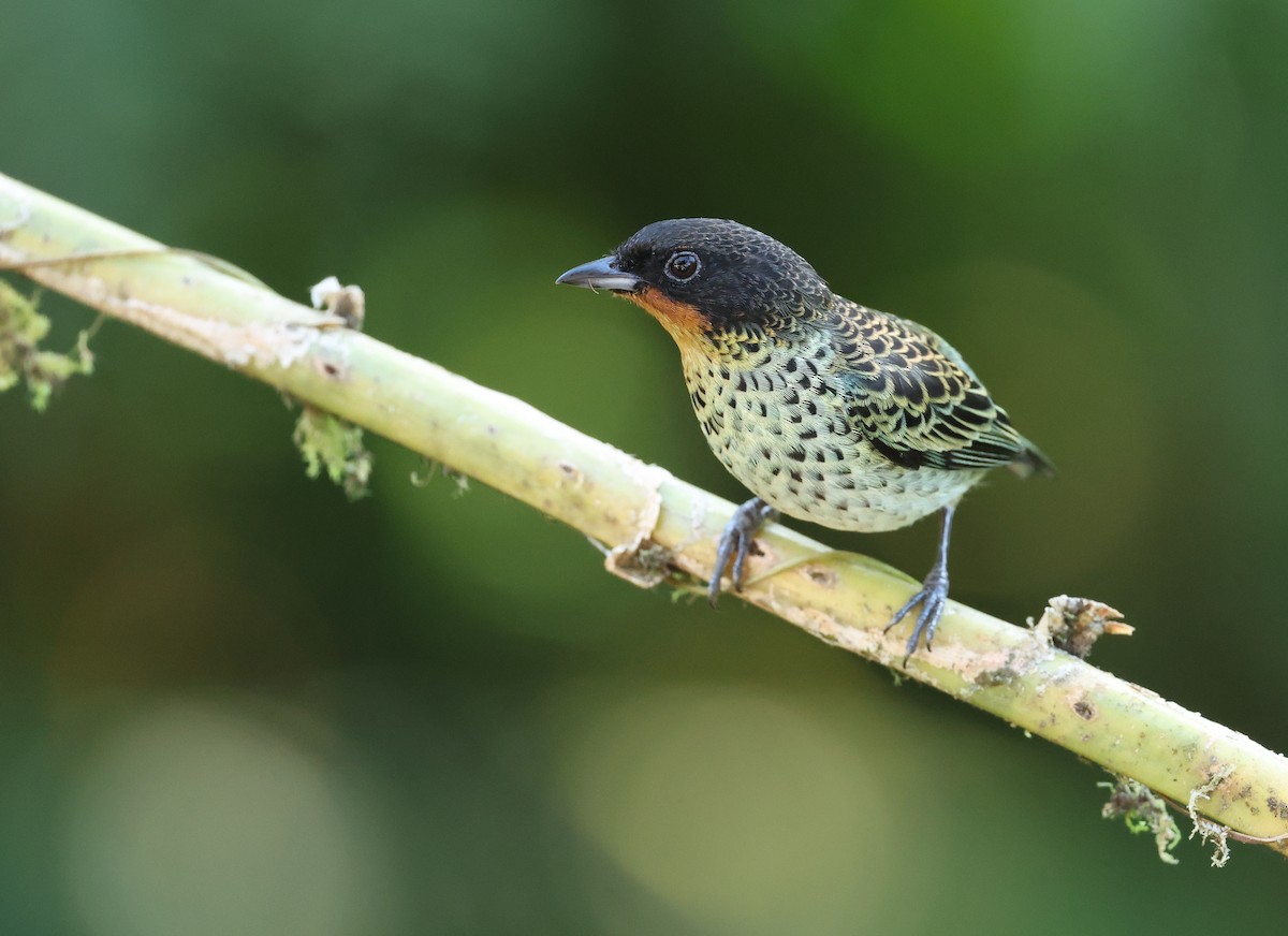 Рыжегорлая танагра - ML646712800