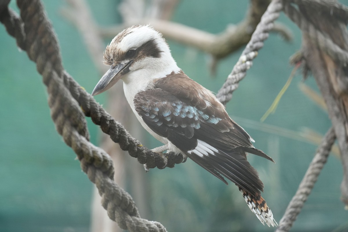 Laughing Kookaburra - ML646712802