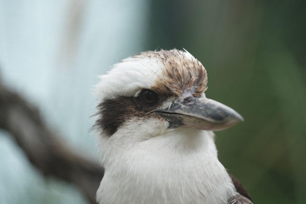 Laughing Kookaburra - ML646712803