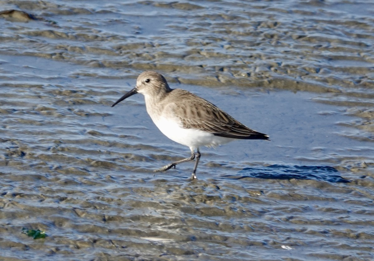 Kara Karınlı Kumkuşu - ML646712804