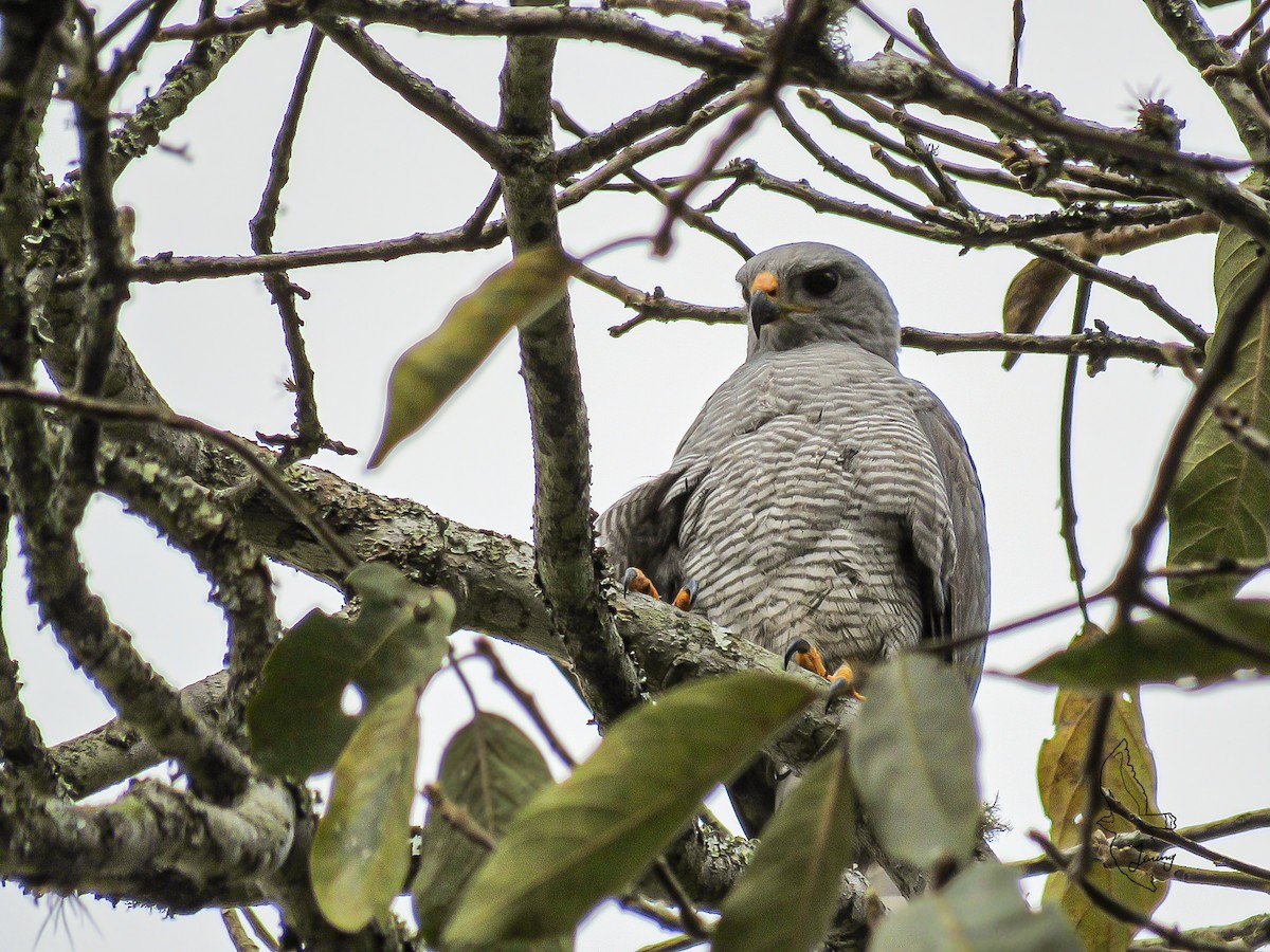 Канюк мексиканський - ML646712819