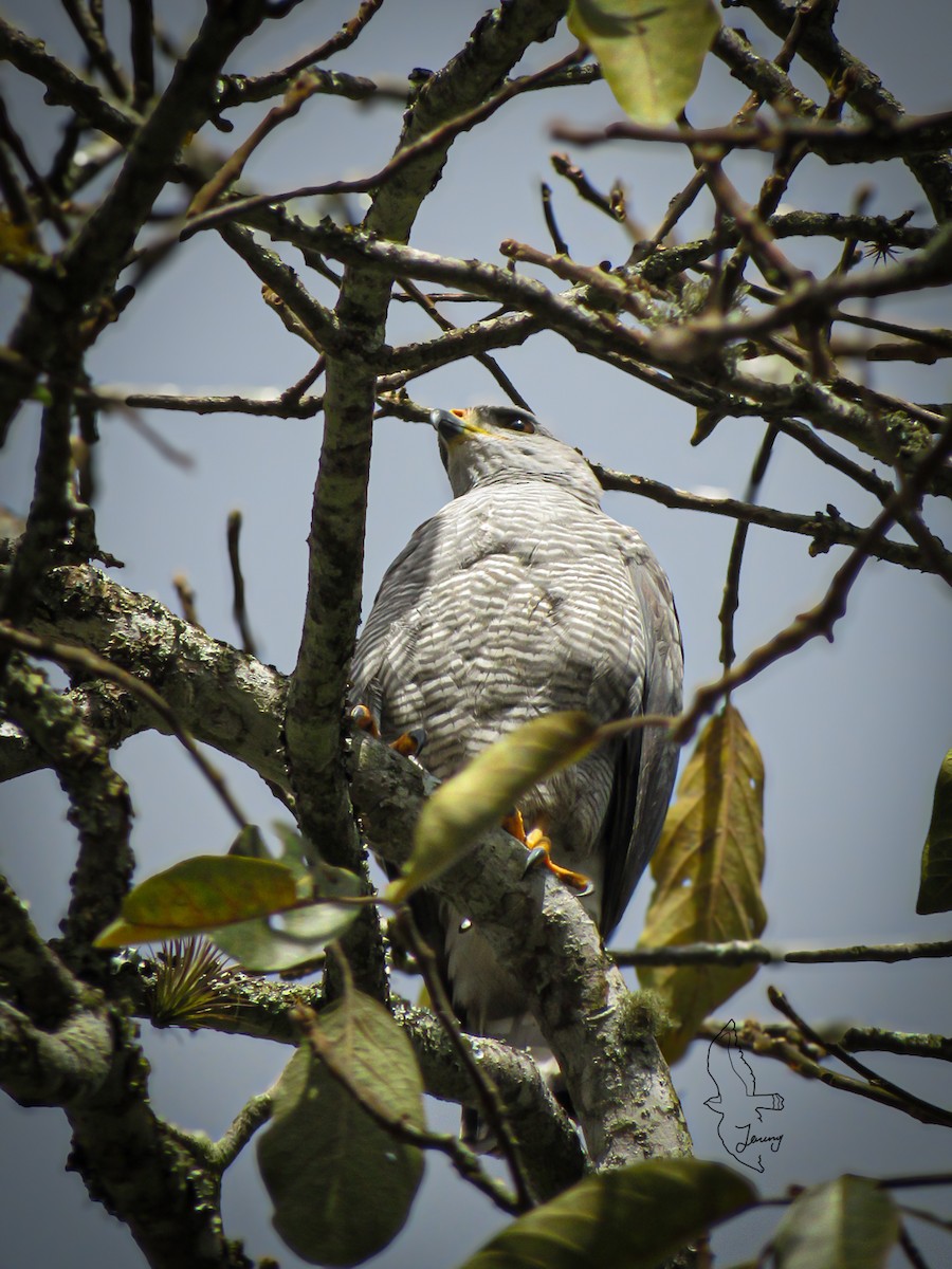 Канюк мексиканський - ML646712820