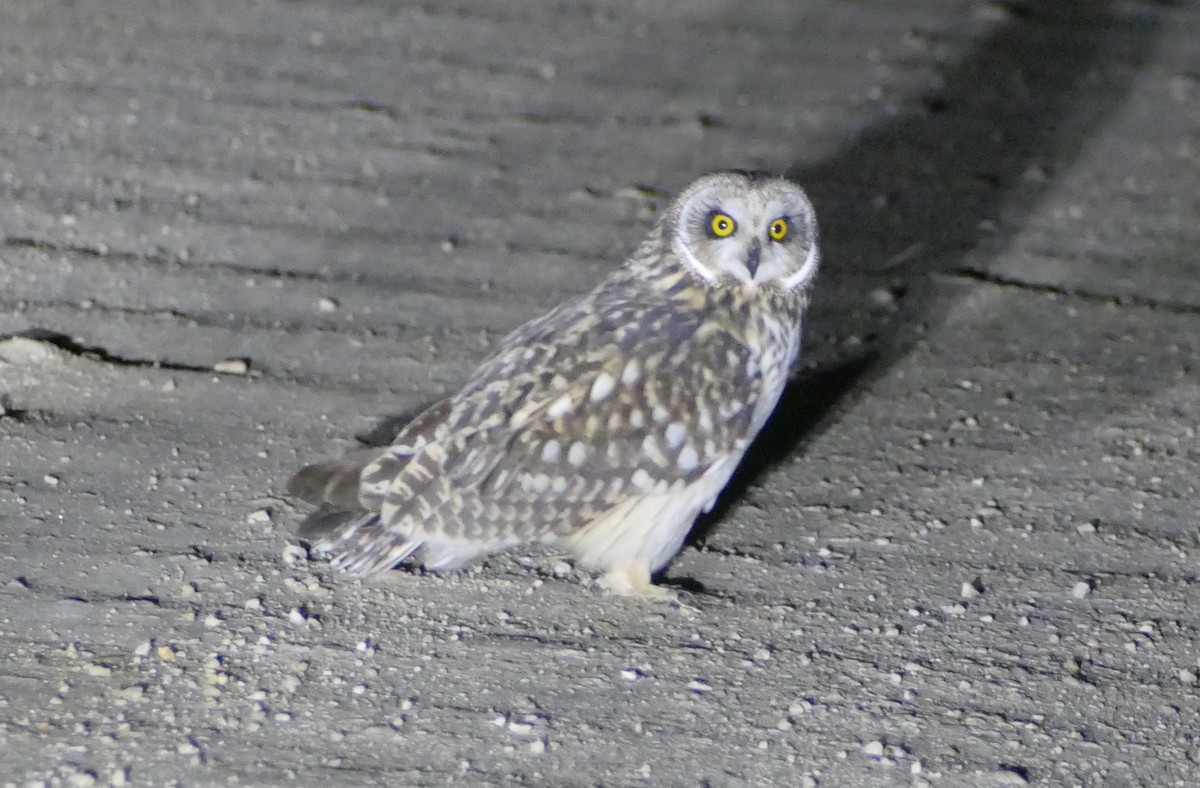 Zingira-hontza - ML646712822