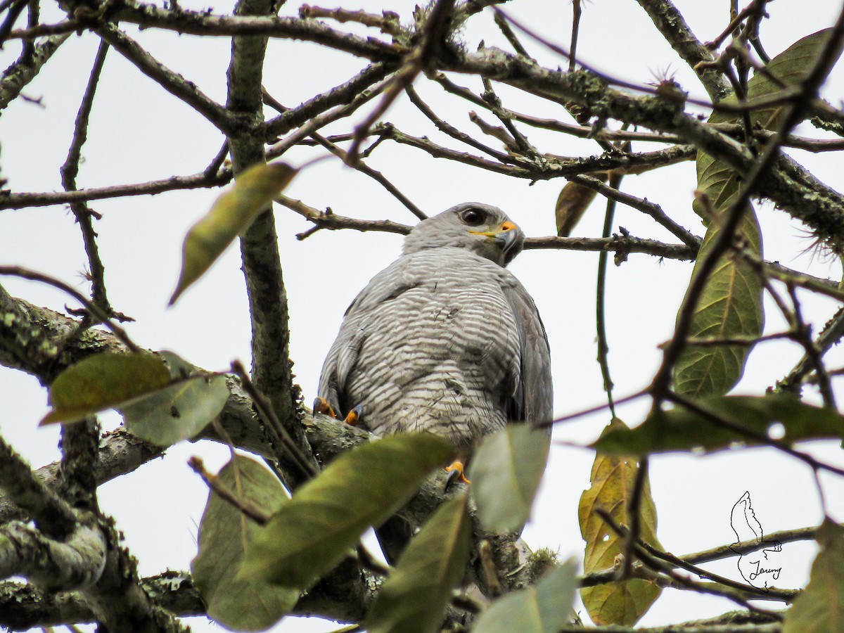 Канюк мексиканський - ML646712823