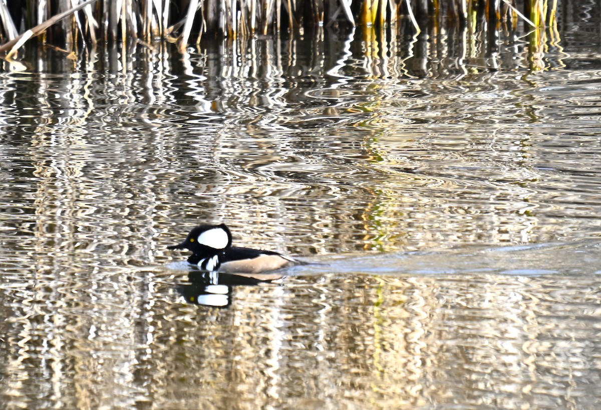 Hooded Merganser - ML646712825