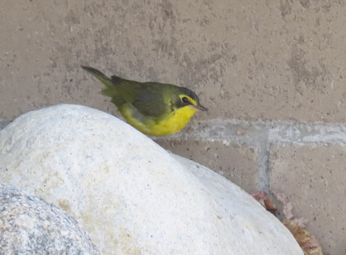 kentuckyparula - ML646712827