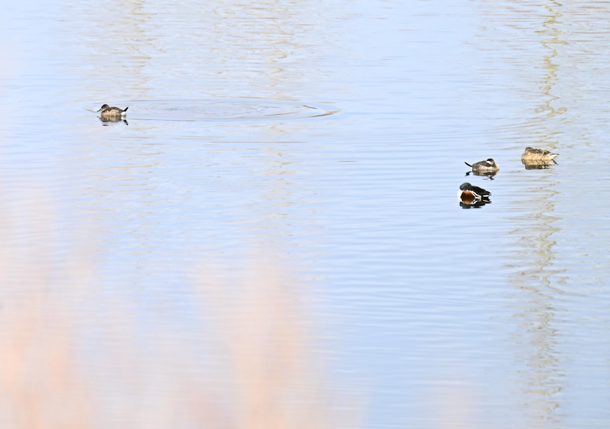 Ruddy Duck - ML646712828