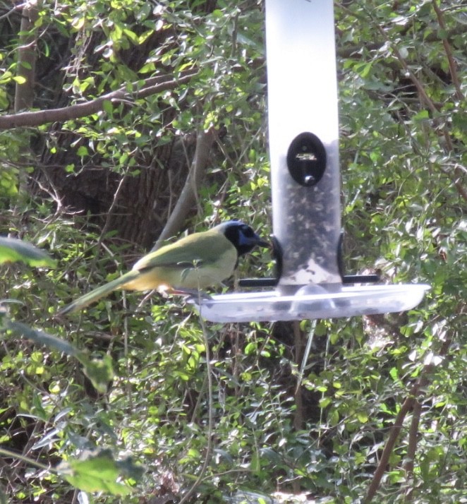 Green Jay - ML646712836