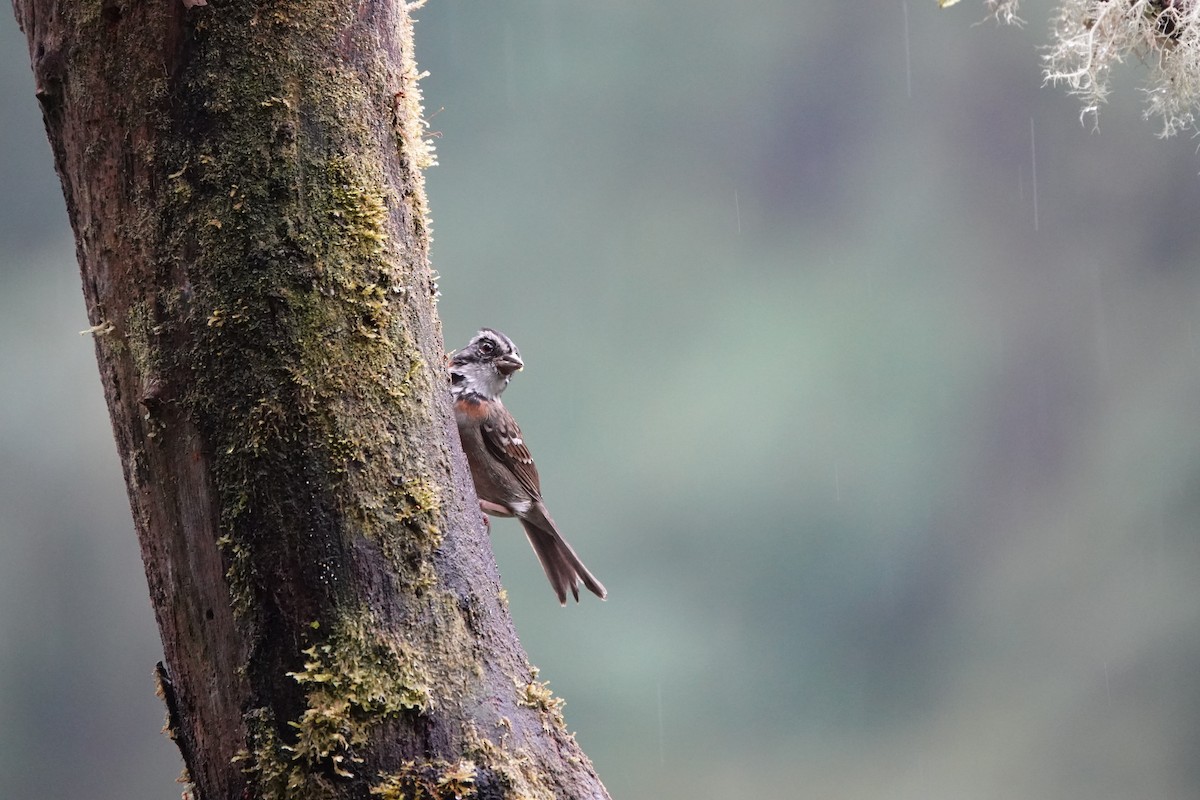 Rufous-collared Sparrow - ML646712838