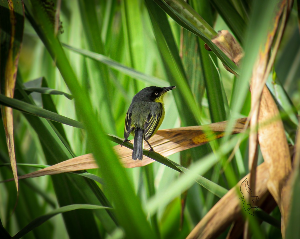 Мухолов-клинодзьоб сірий - ML646712842