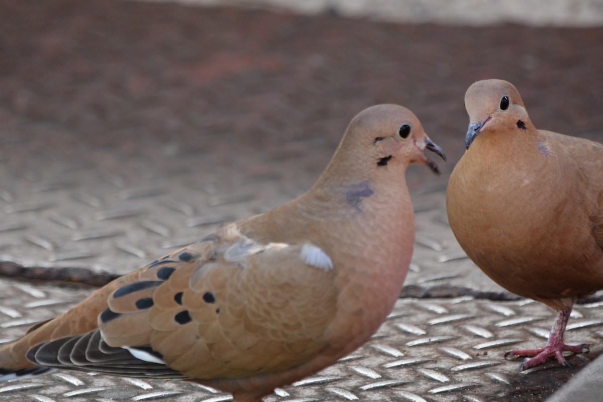 Zenaida Dove - ML646712846
