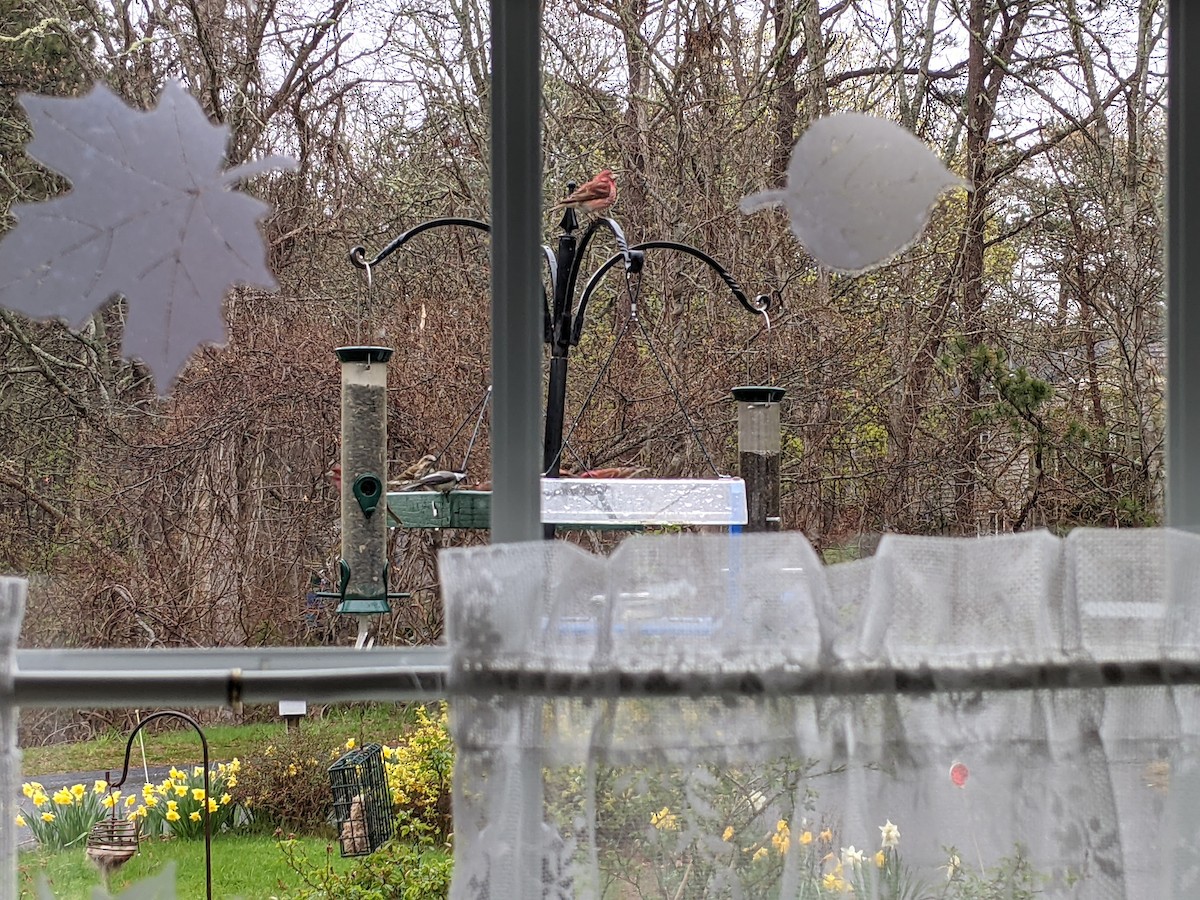 Camachuelo Purpúreo - ML646712847