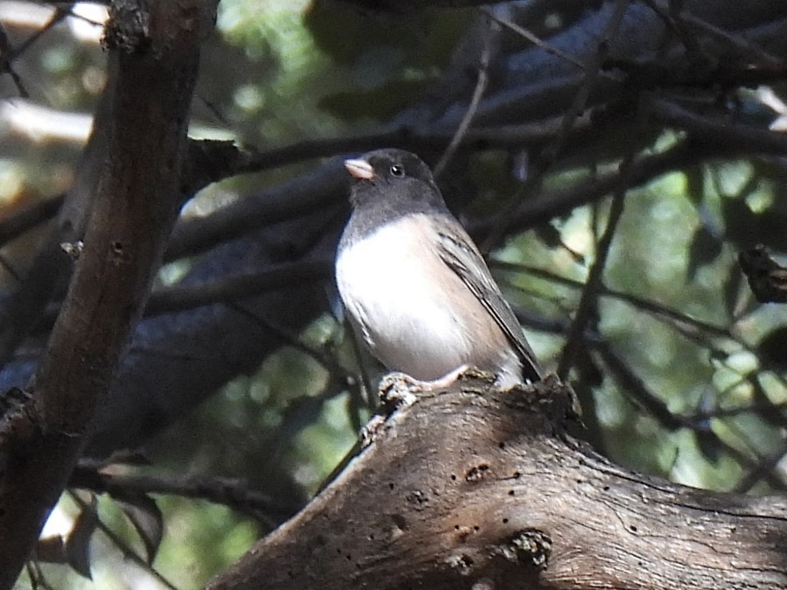 Dark-eyed Junco - ML646712853