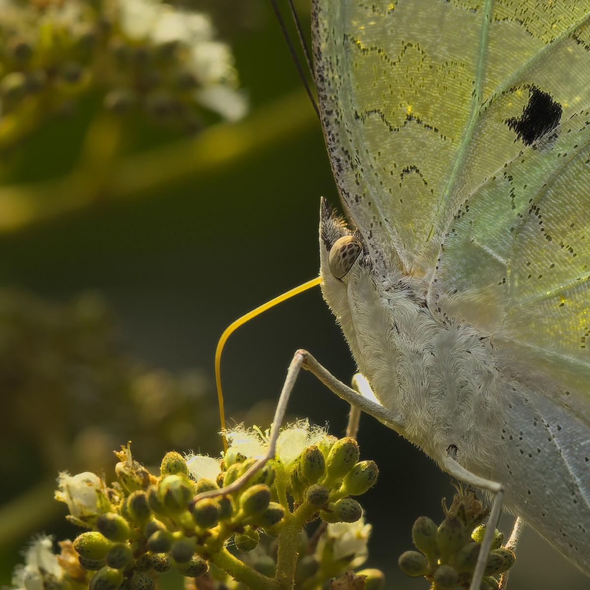 Common Mother-of-Pearl - ML646712856