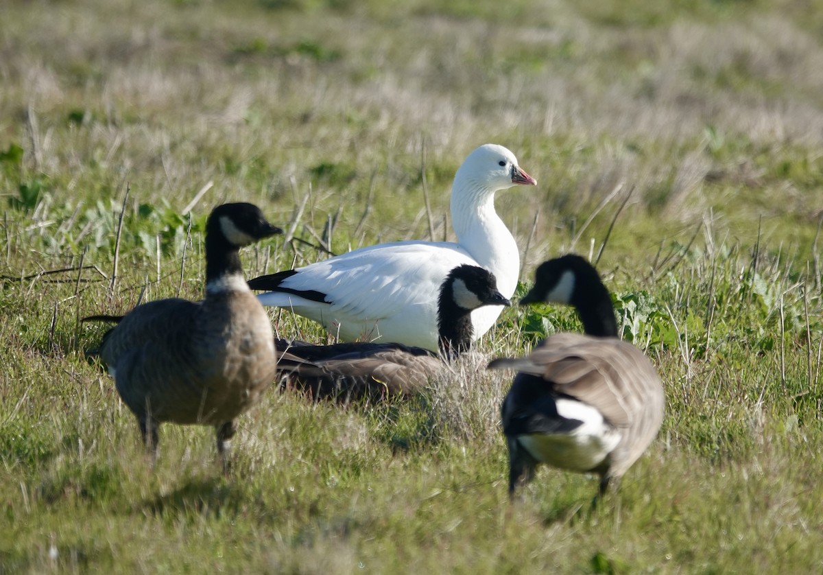 Küçük Kar Kazı - ML646712858