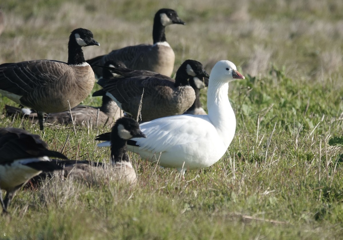 Küçük Kar Kazı - ML646712859