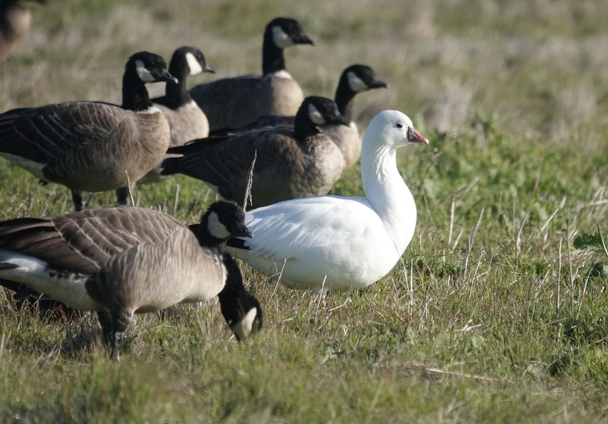 Küçük Kar Kazı - ML646712860