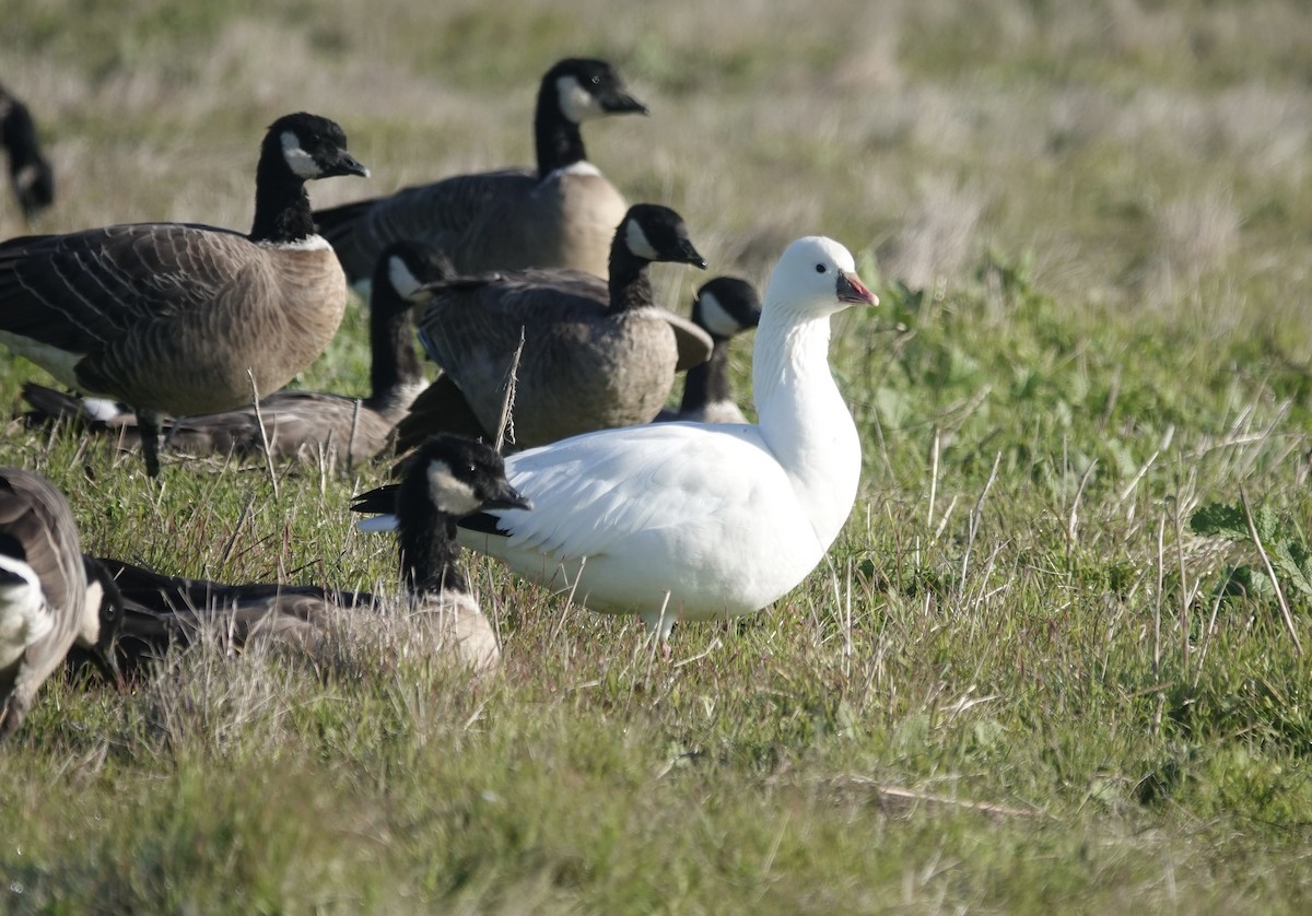 Küçük Kar Kazı - ML646712861