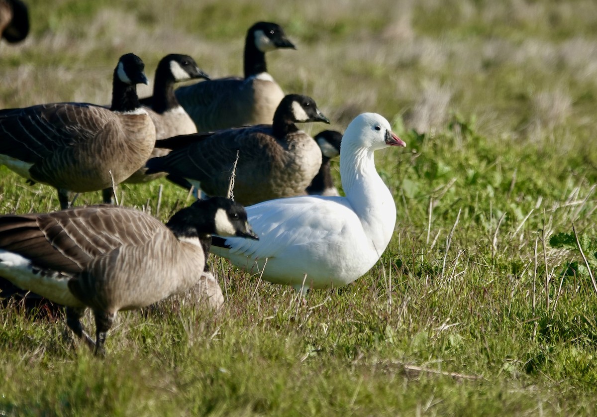 Küçük Kar Kazı - ML646712862