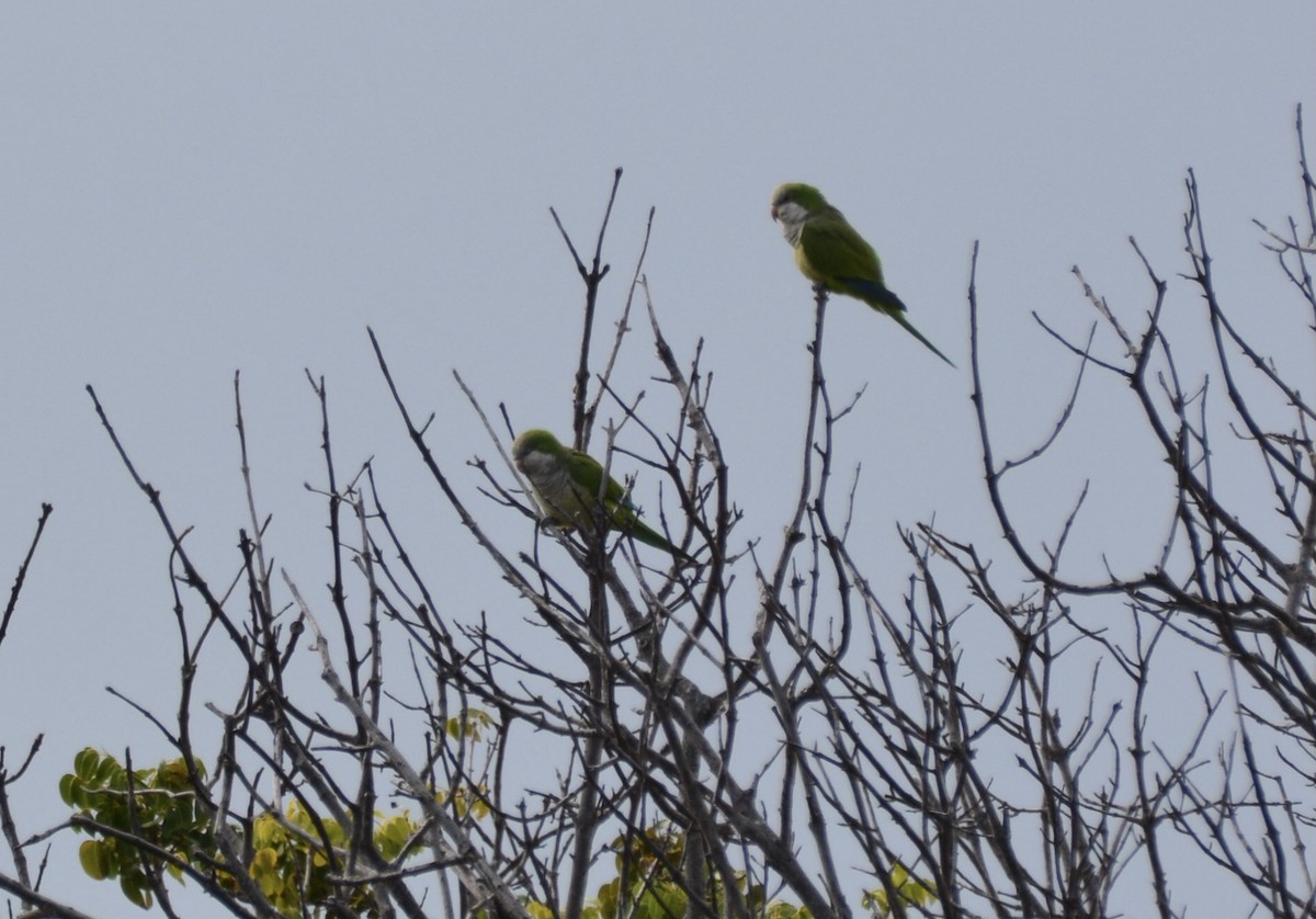 Monk Parakeet - ML646712868