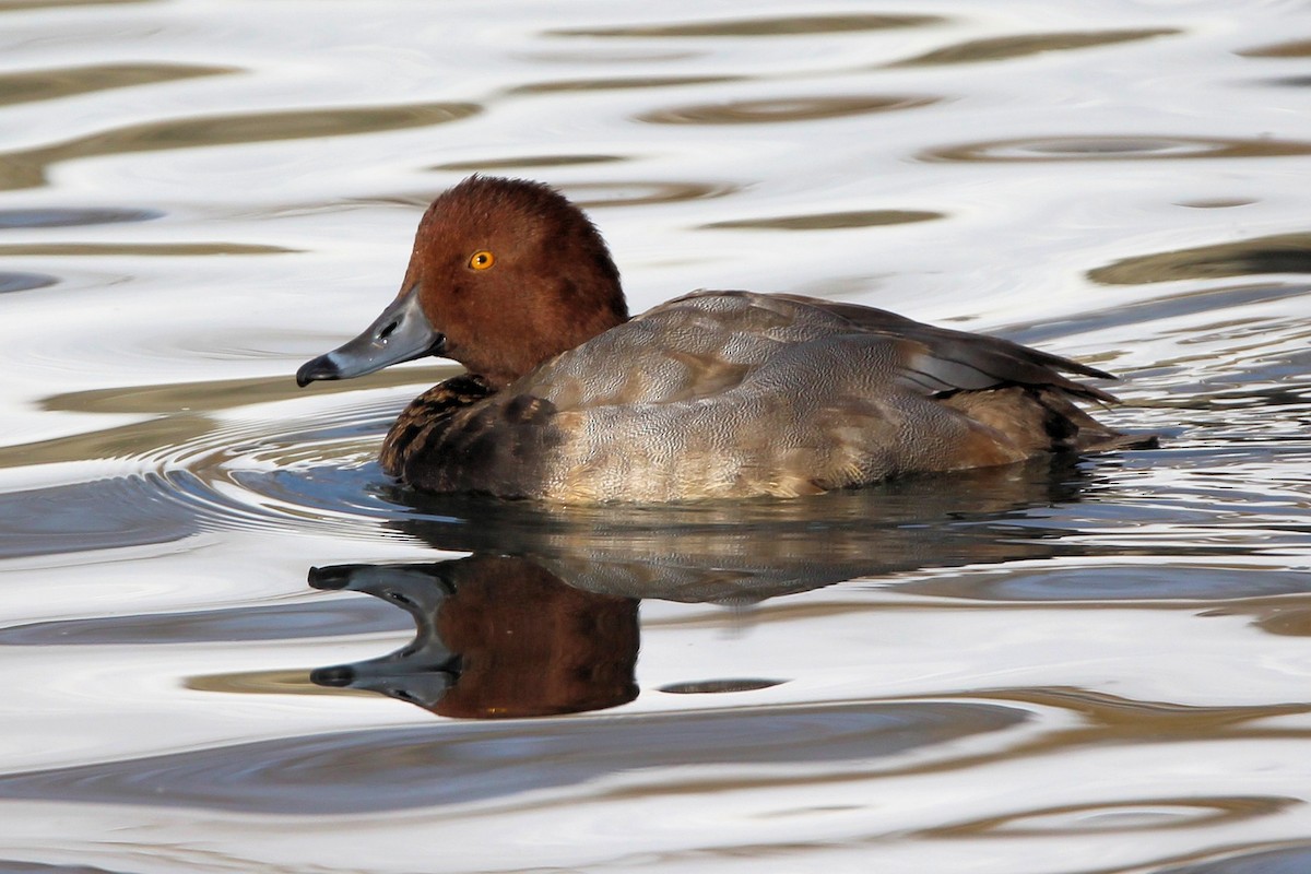 Redhead - ML646712869