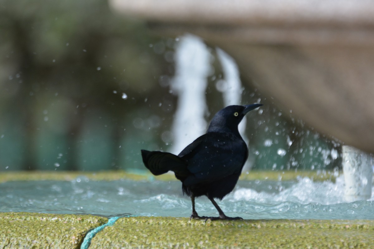 Greater Antillean Grackle - ML646712871