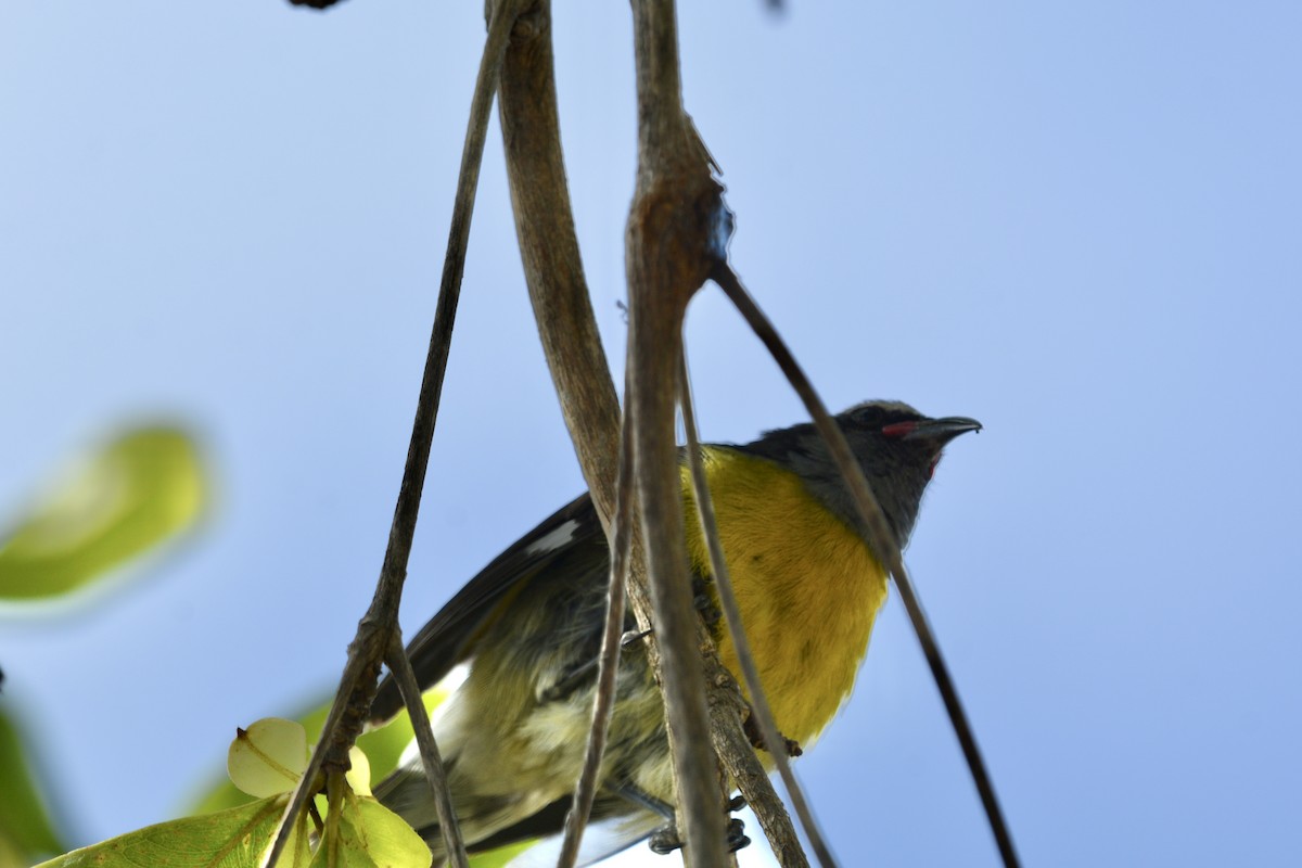Bananaquit - ML646712878