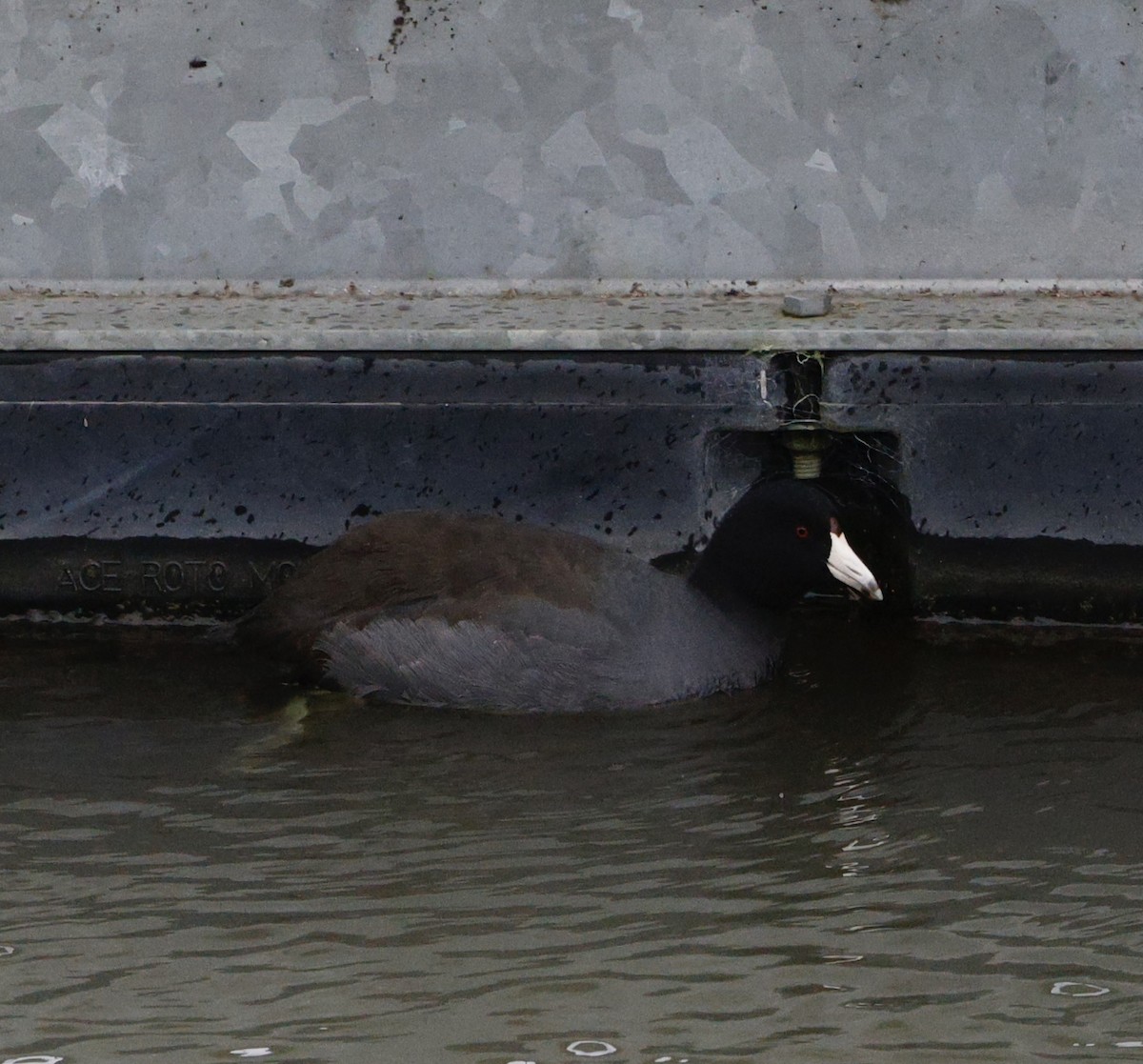 Лиска американська - ML646712880