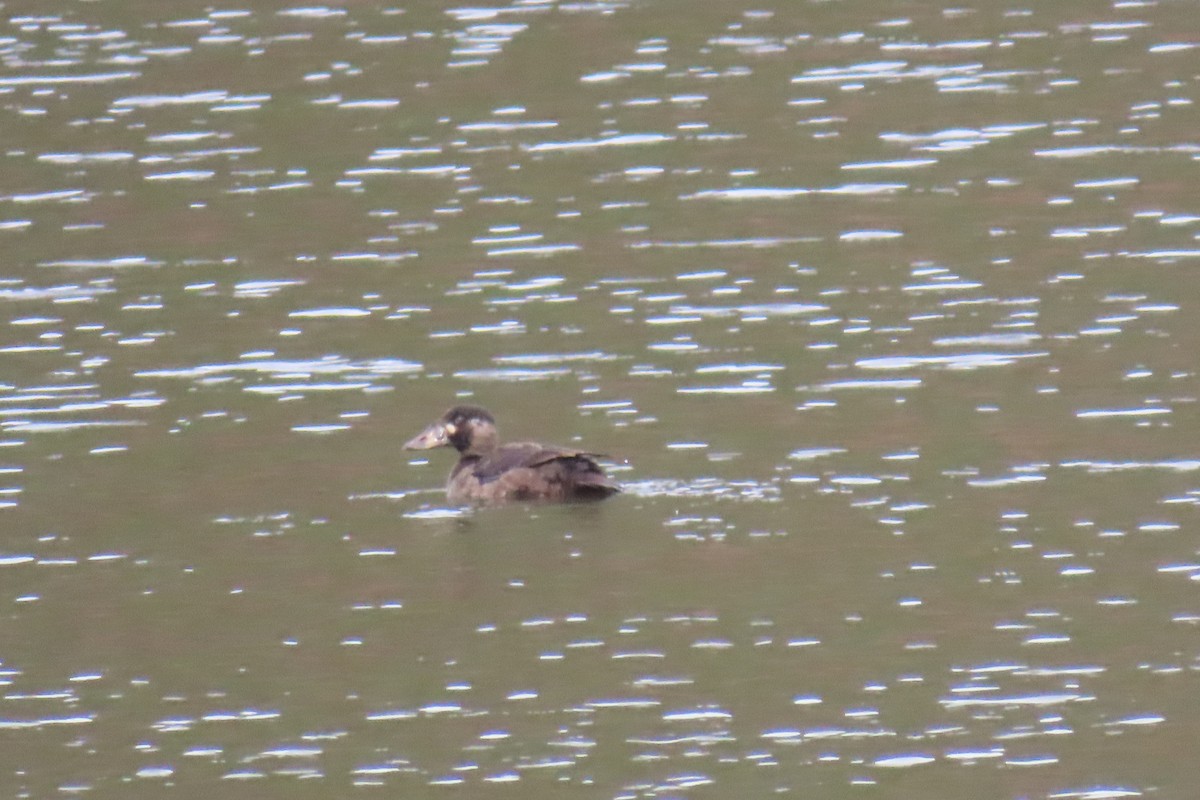 Surf Scoter - ML646712882