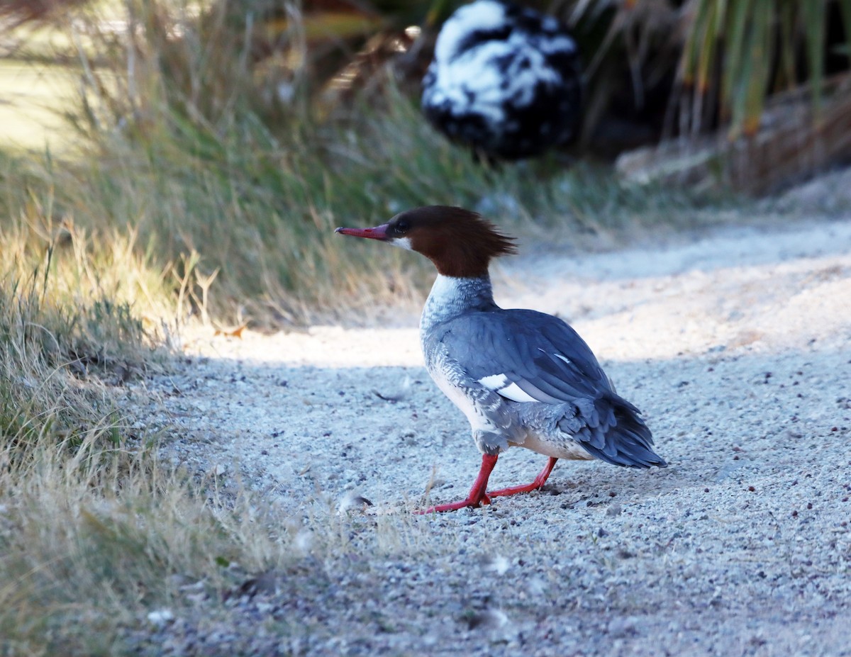 morčák velký - ML646712886