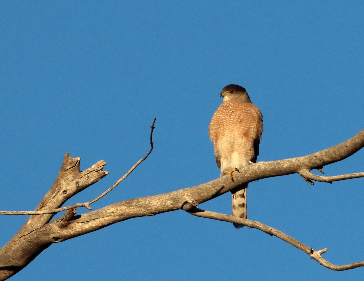 jestřáb americký - ML646712887