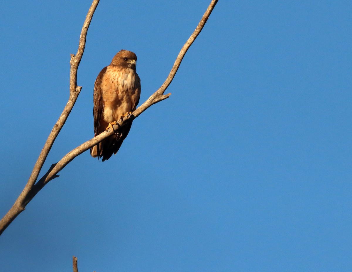 káně rudochvostá - ML646712893