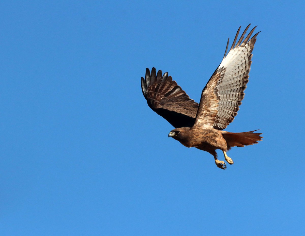 káně rudochvostá - ML646712894