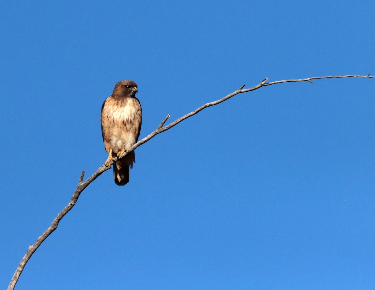 káně rudochvostá - ML646712895