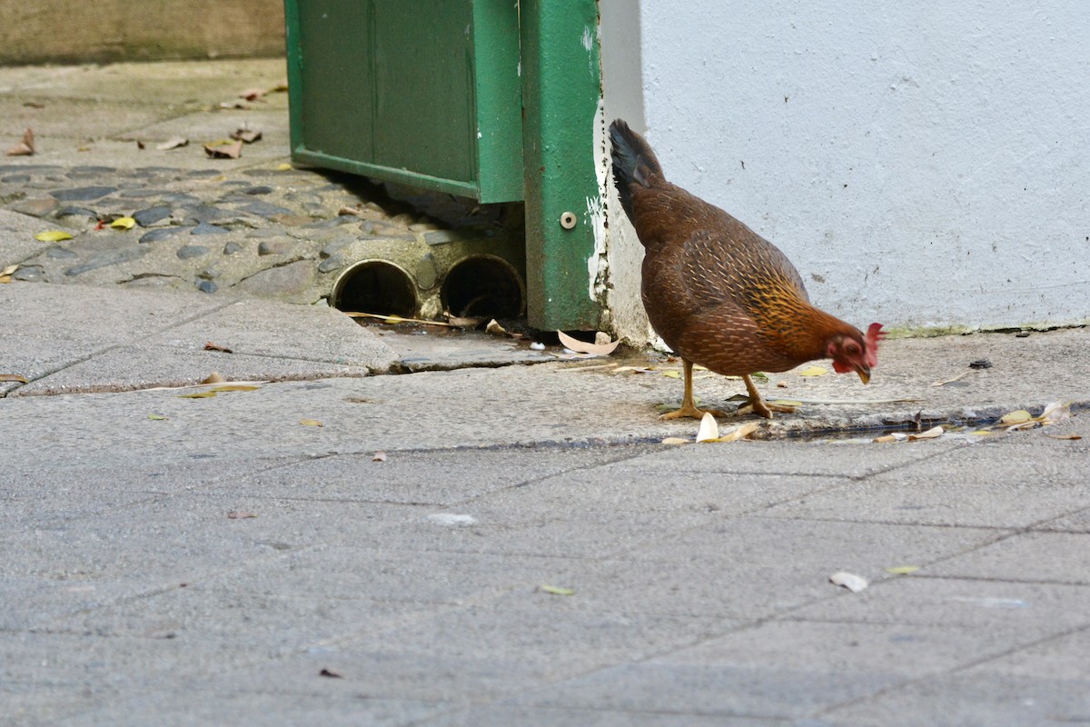 Red Junglefowl (Domestic type) - ML646712896