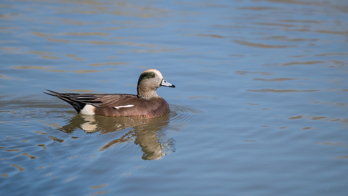 American Wigeon - ML646712897
