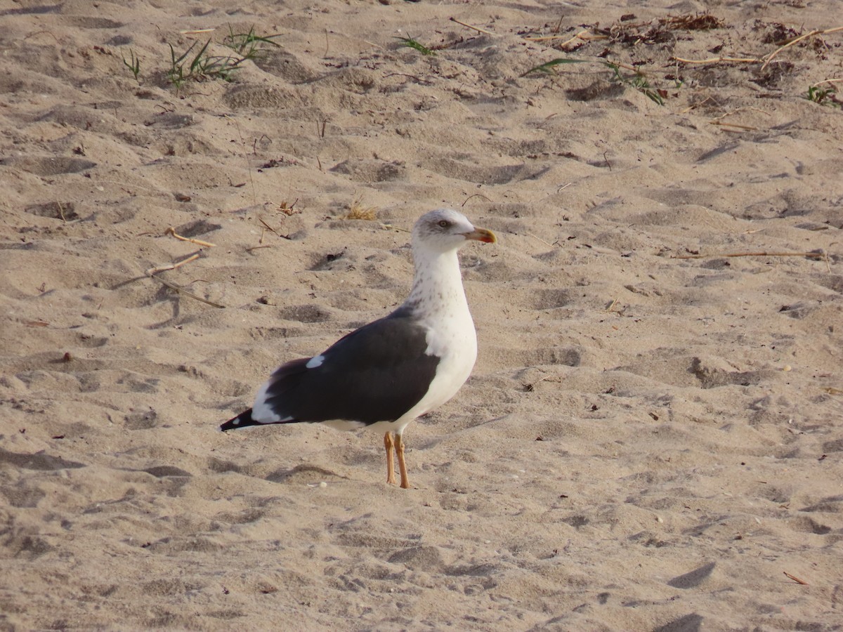 ニシセグロカモメ - ML646712899