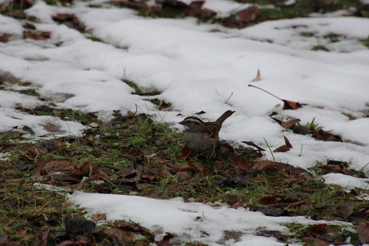 White-throated Sparrow - ML646712900